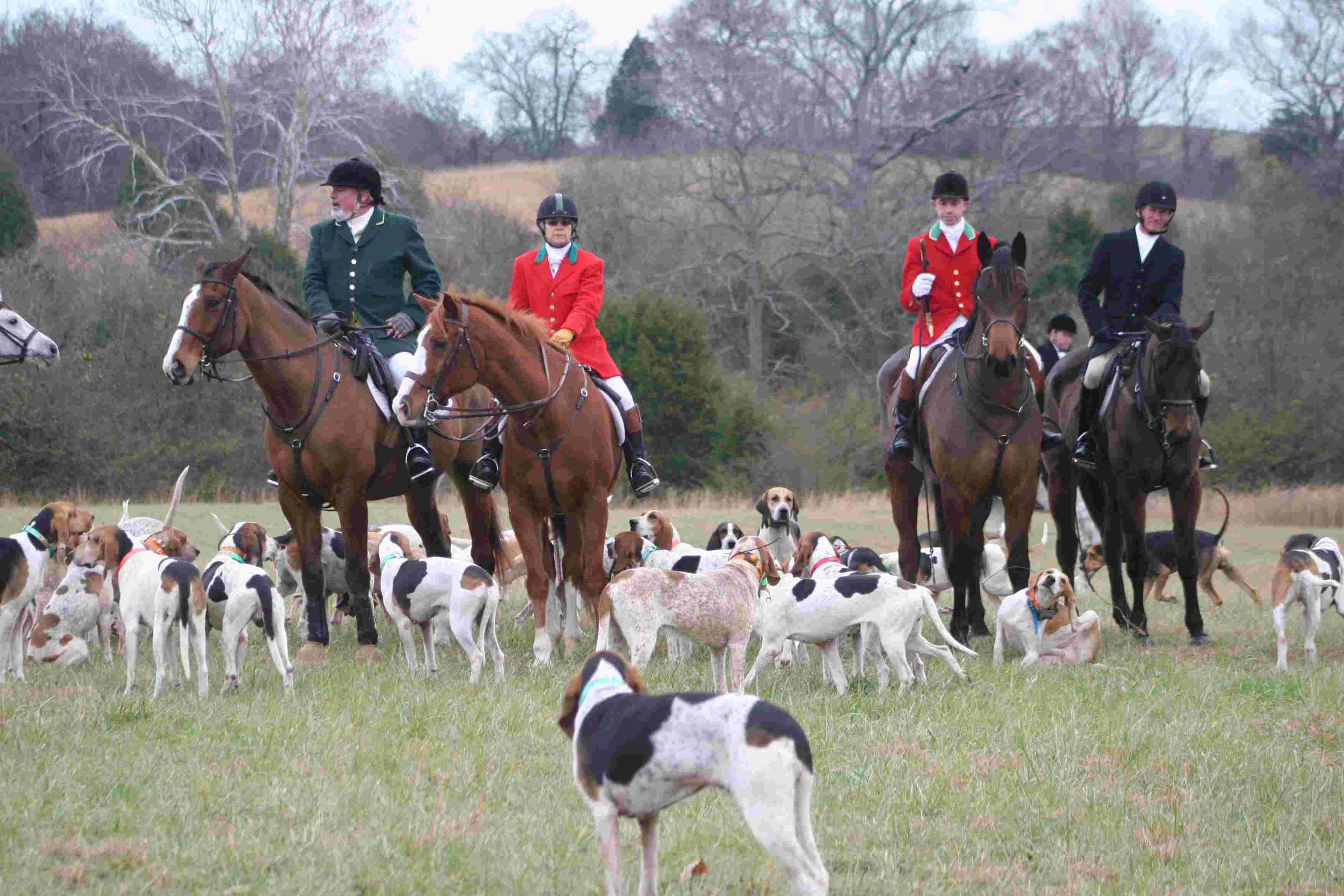 hounds and horses with riders standing for photo
