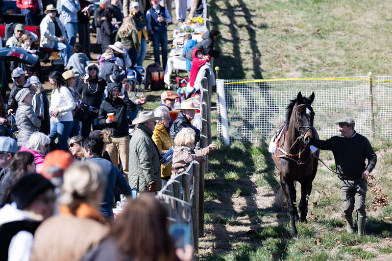 race horse walking in paddock next to spectators