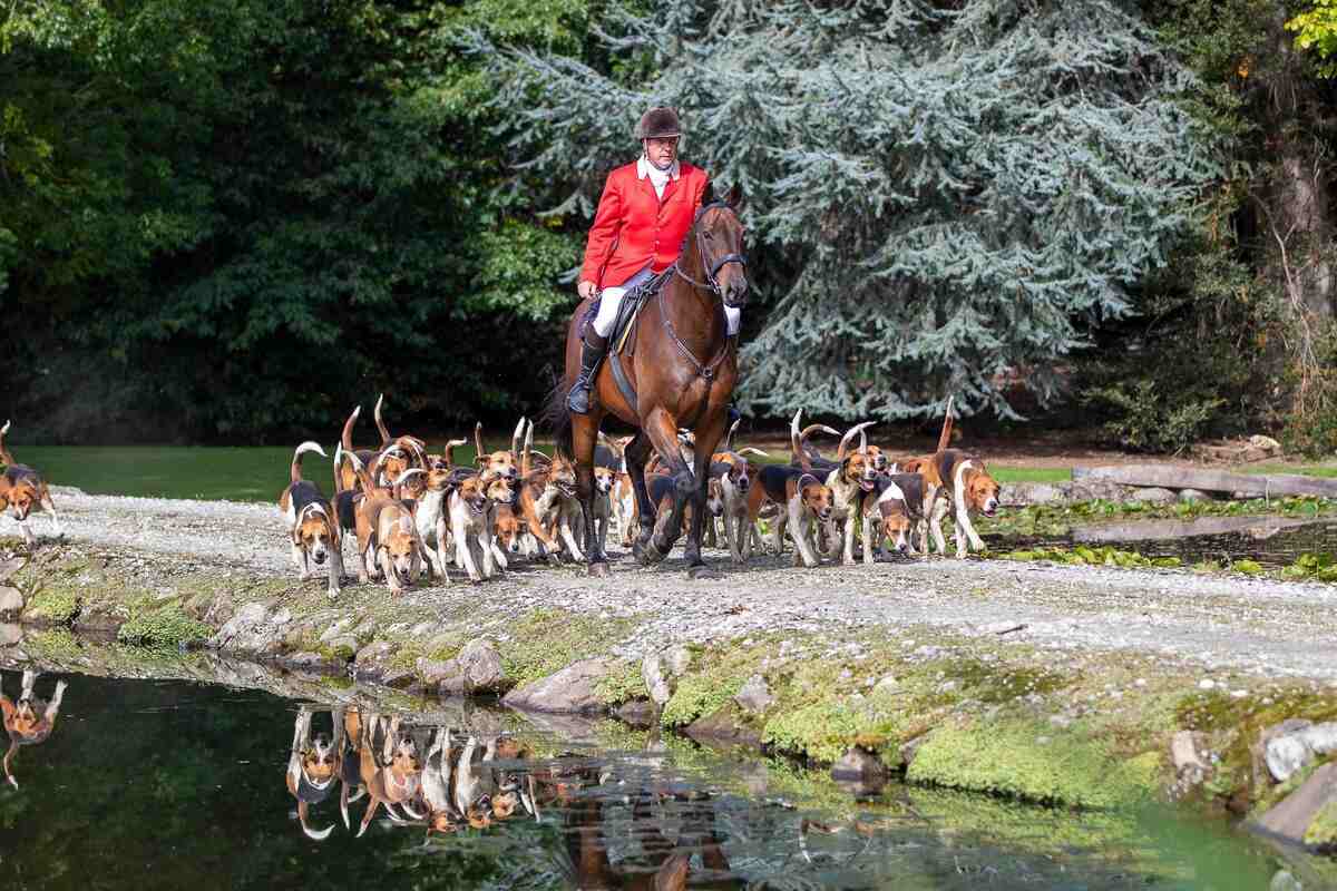 huntsman leading pack of hounds beside water