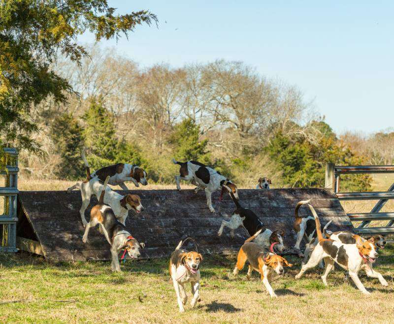 hounds jumping over a coop during a hunt