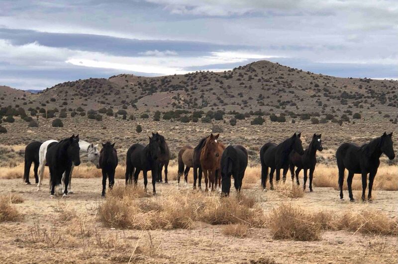 Several mustangs standing in open land with hills in background