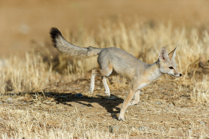 Kit fox running