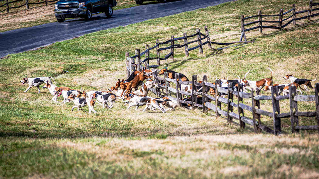 hounds jumping fence