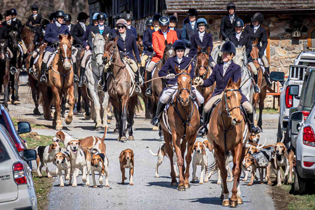 hunt horses and hounds on road