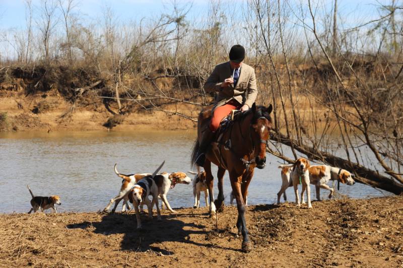 Huntsman riding near river while blowing horn, hounds following