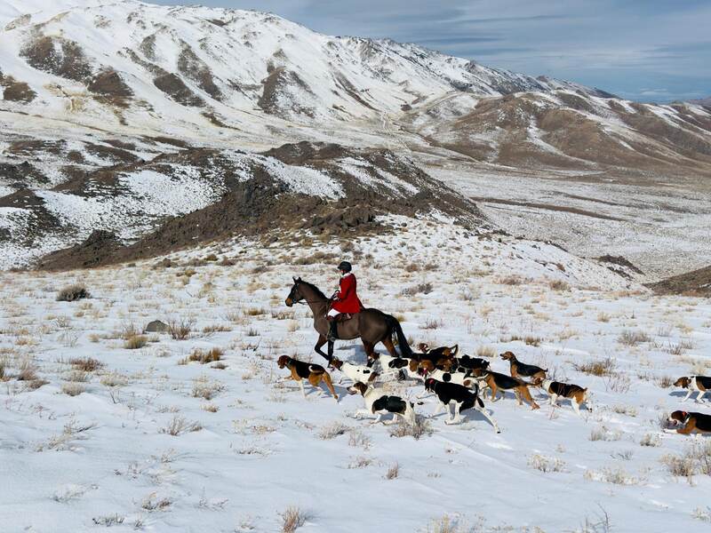Woman in hunt attire riding horse and leading pack of hounds through snow with mountains