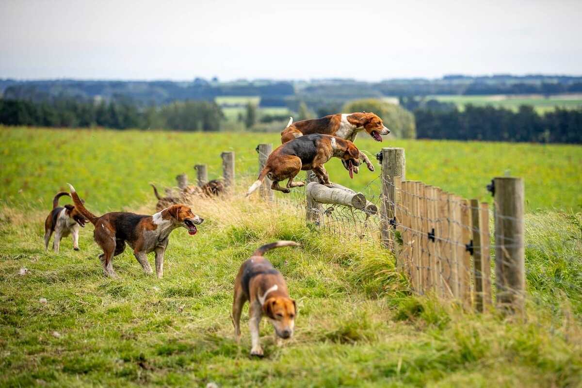 hounds jumping over fenceline