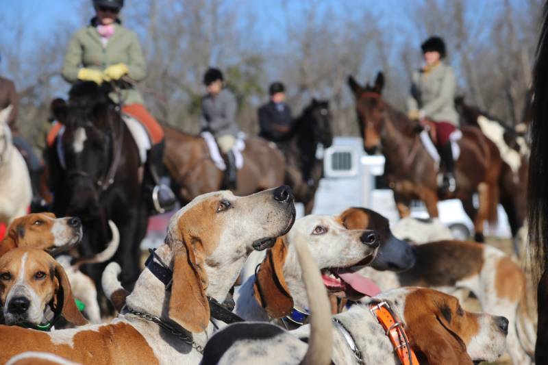 Hounds milling around, with hunt horses in background