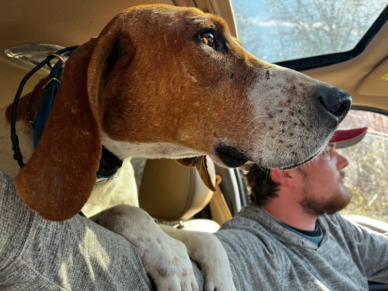 Hound in car, staring intently out the window