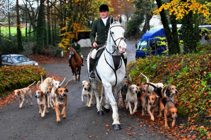 Ballymacad Foxhounds huntsman Kevin Donohoe riding a home produced pure Irish Draught Horse hunter