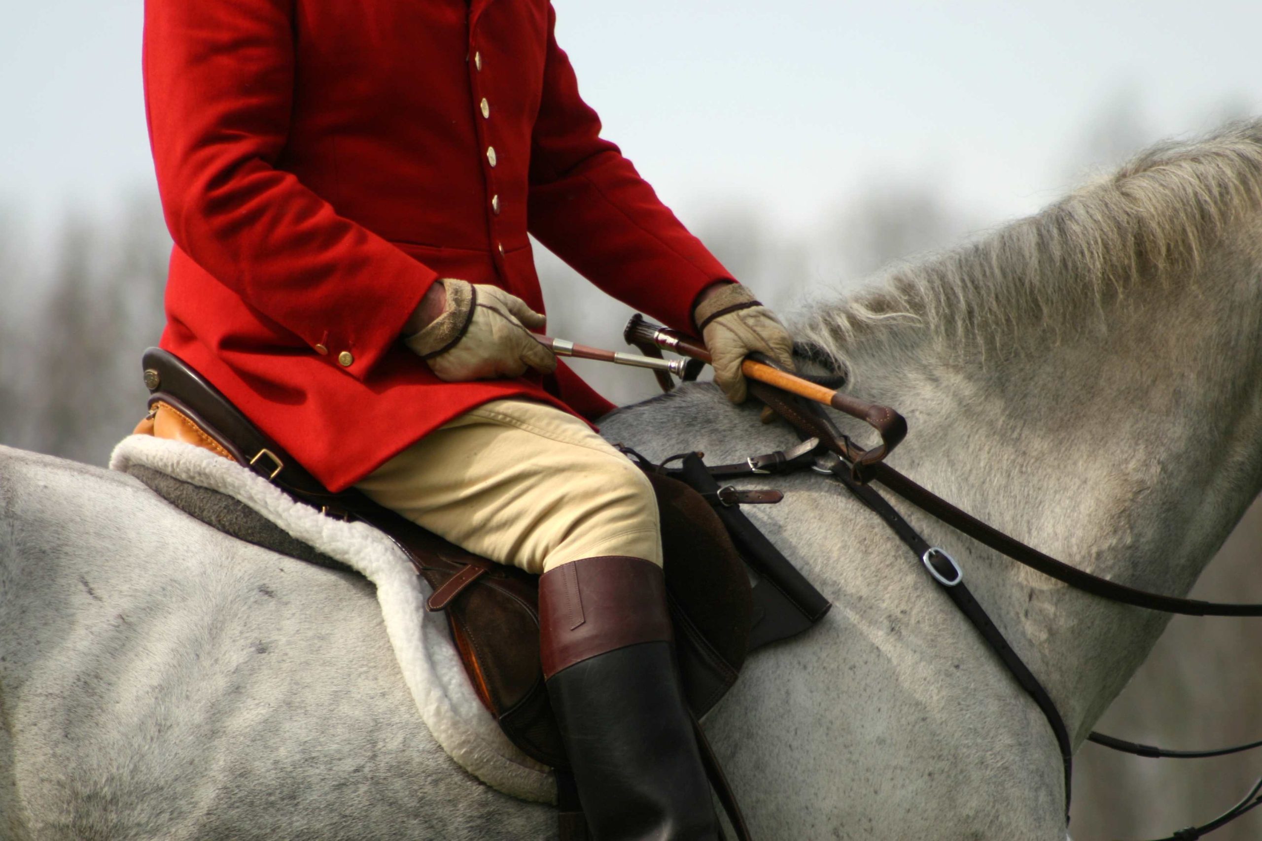 grey horse with rider in red coat with hunt horn and whip