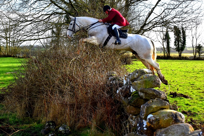Jackie Lee field master of the North Galway Foxhounds on his Irish Draught hunter jumps a double stone wall with briars at the Belclare meet