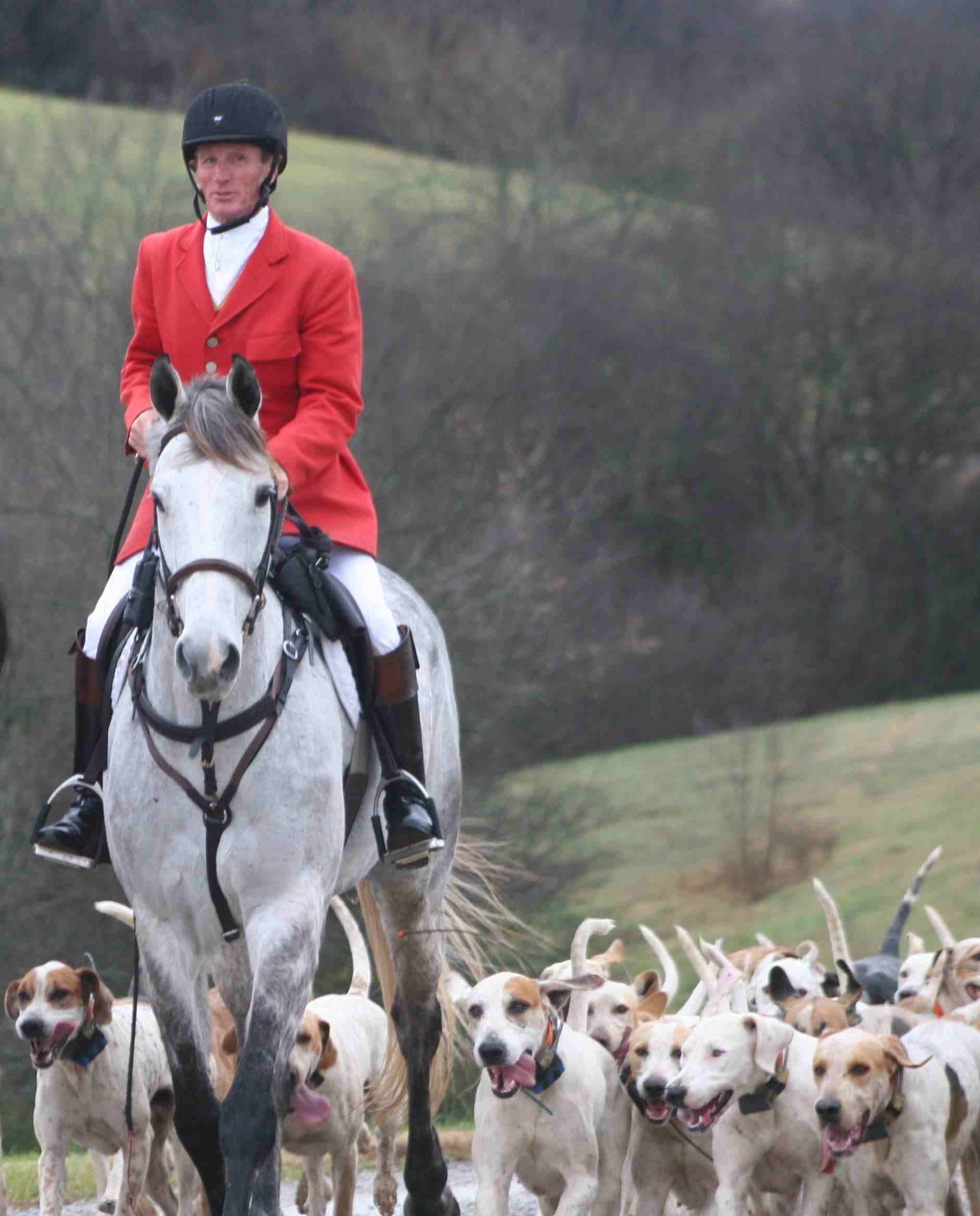 man in red coat on gray horse with hounds surrounding