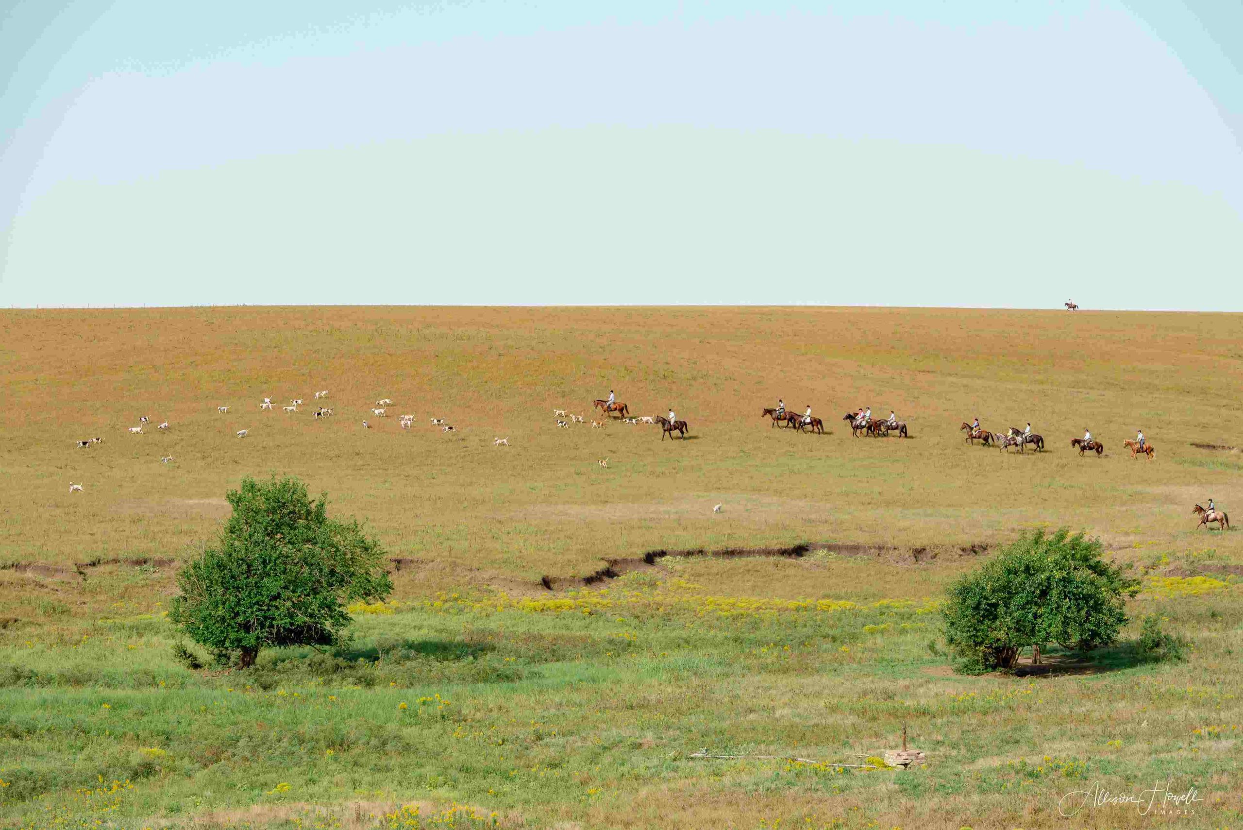 far off image of horses and hounds with lone whipper in on hill way off