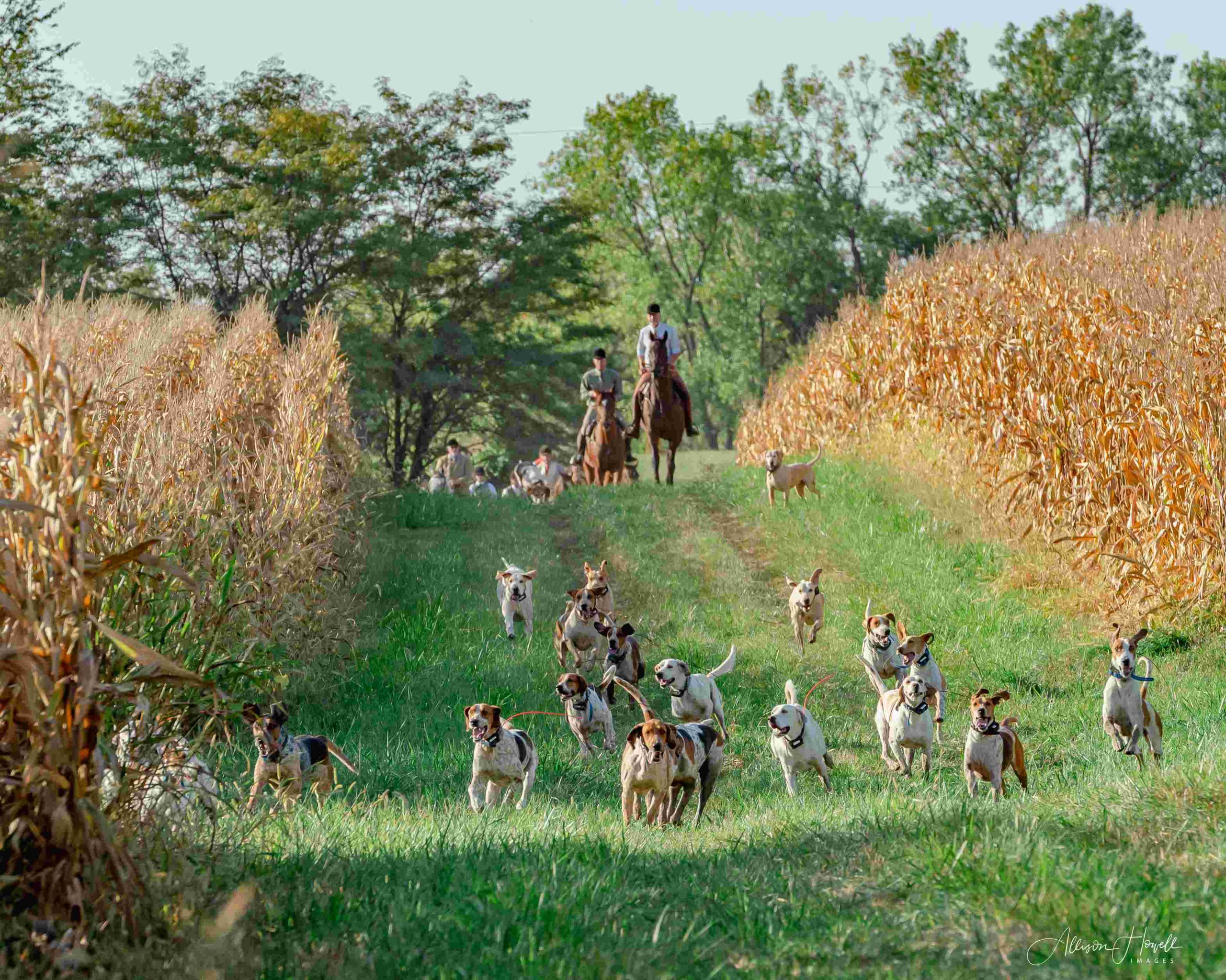 Hounds in row between corn with horses and riders following