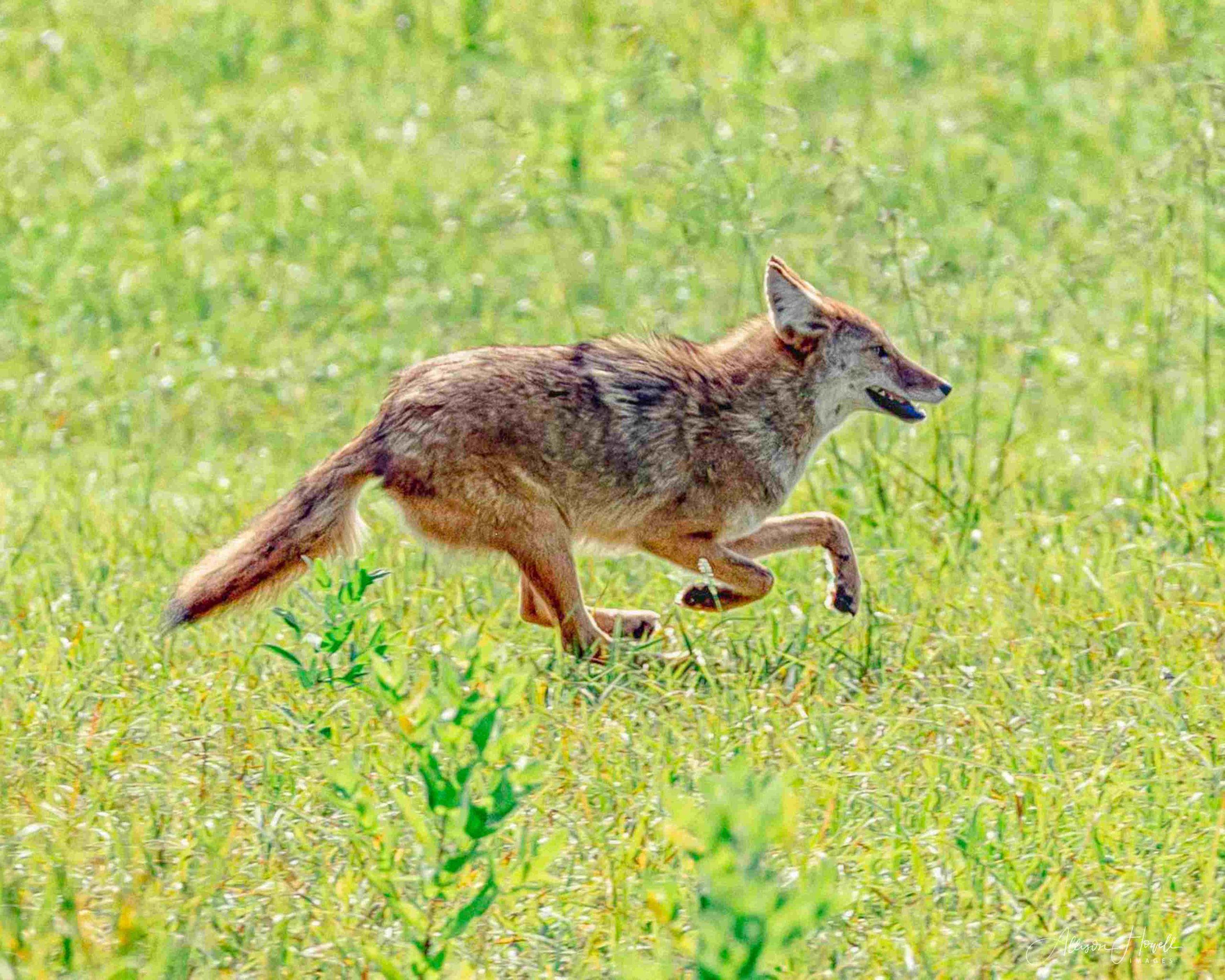 coyote running in open field