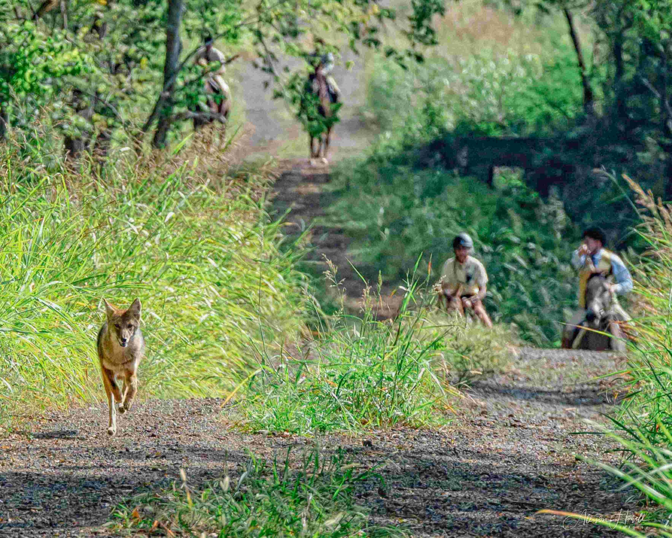 coyote up front trotting away from horses and riders