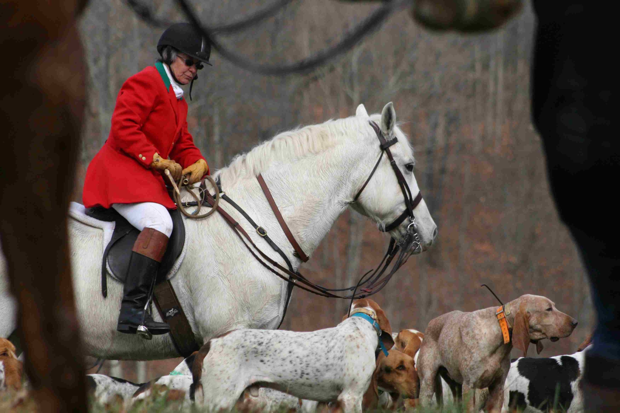 woman on gray horse looking down at hounds