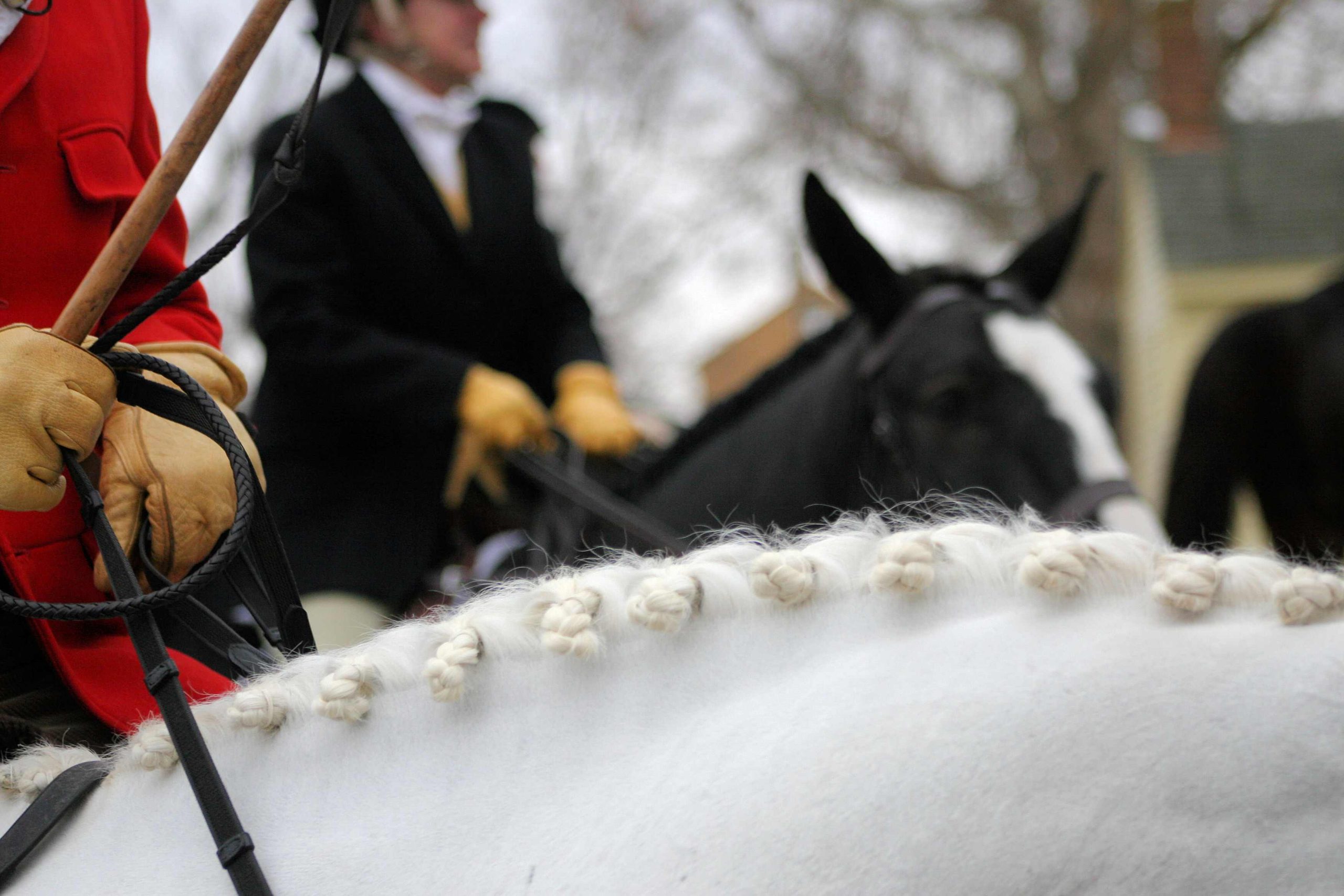 white horse braided mane in foreground foxhunters in background