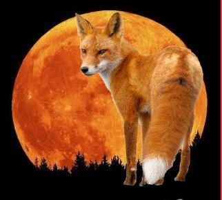fox and moon2.blingee