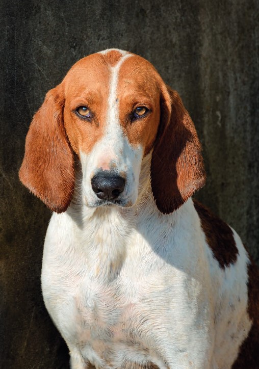 graham.benefit in kennel