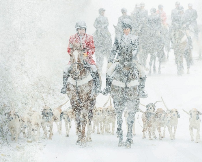 graham.staff field hounds in snow