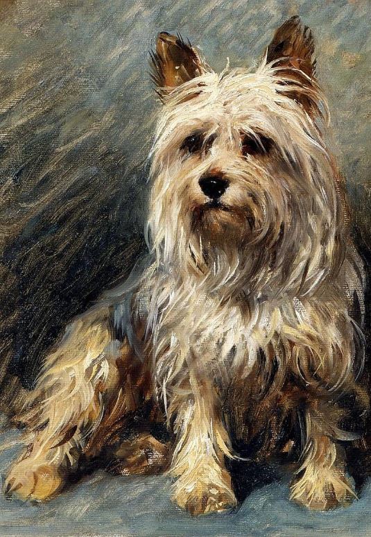 yorkie puppy.emms