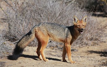 Culeo fox or Andean fox