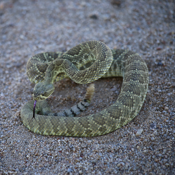 mohave green rattlesnake
