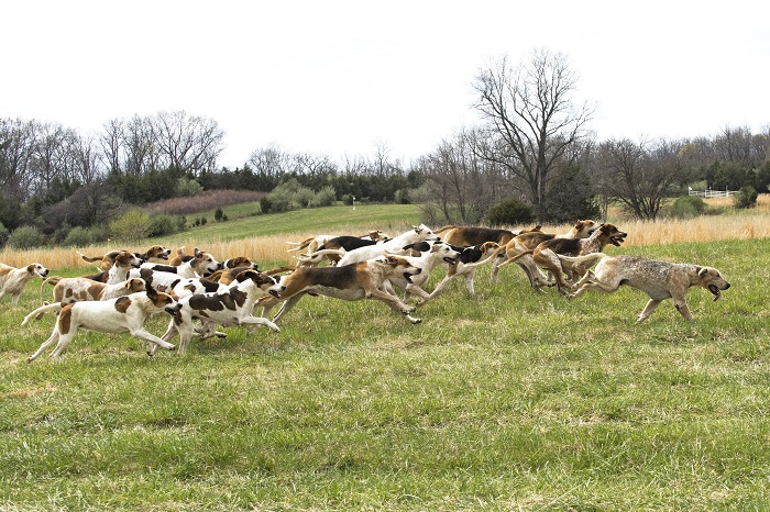 brh18.hounds.maisano