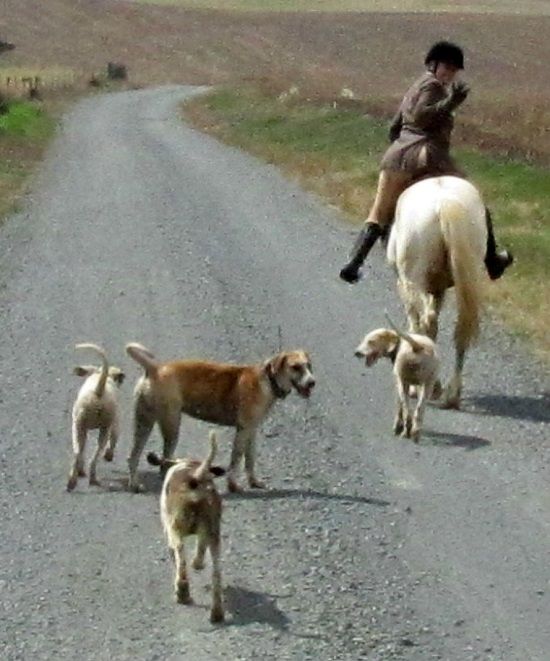 brunnen.my hounds distant