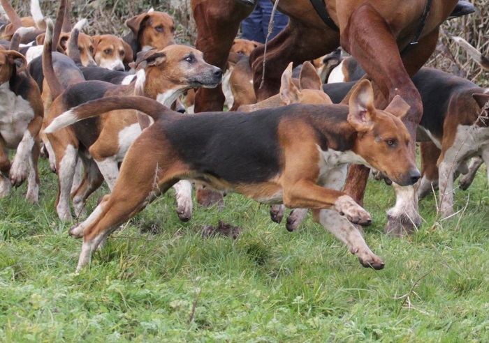 co limerick.foxhounds.power