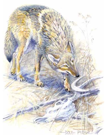 coyote.pifer