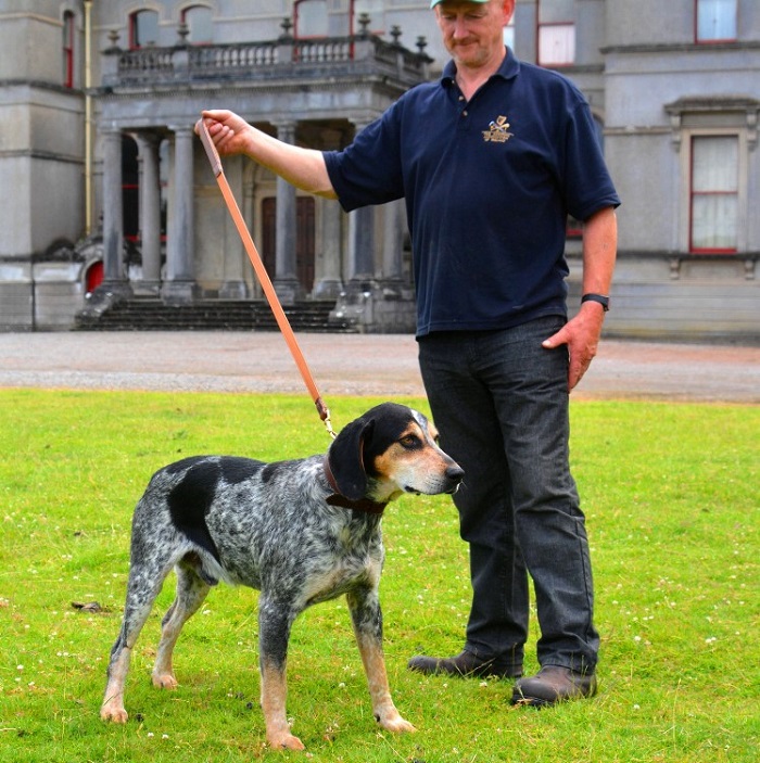 mullins.Killeagh Harriers Twister blue mottle Kerry Beagle2