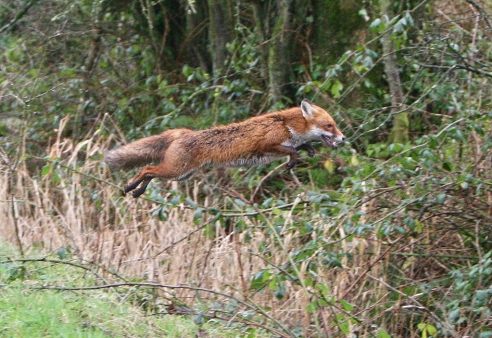 duhallow.power3