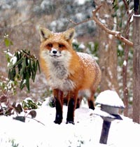 fox4_nov09