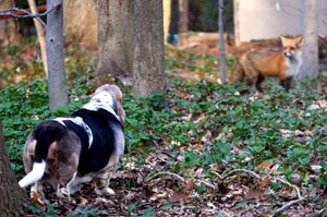 fox7_nov09