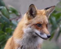 fox9_nov09
