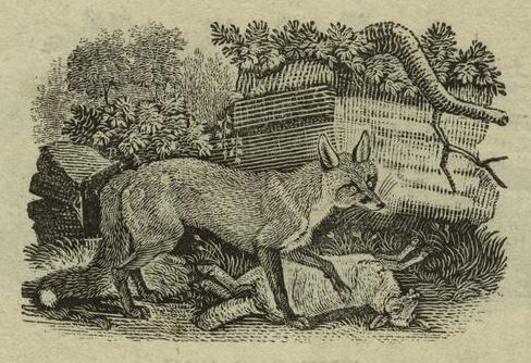greyhound fox.nypl