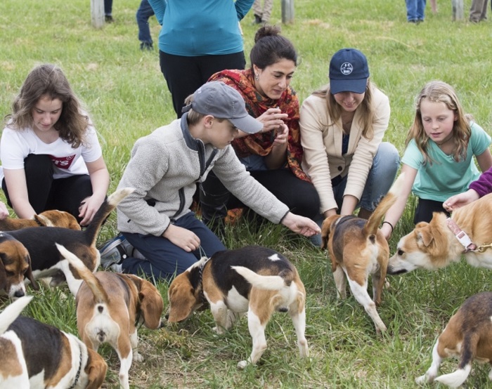 brh19.beagles.maisano