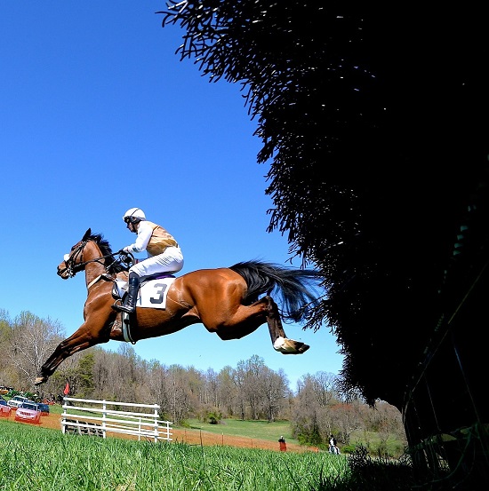 odhptp17.maiden hurdle