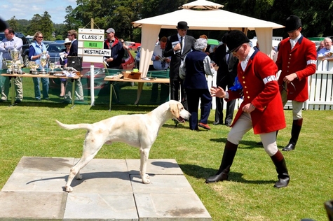 Doghound_Champion_Meath_Merlin_shown_by_Huntsman_Kenny_Henry