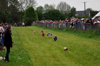 Flapper_race_with_hounds_following_a_lure