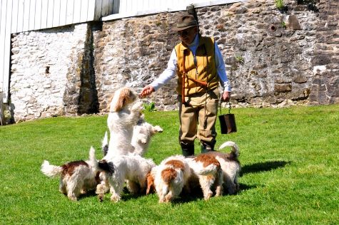 James Scharnberg master with his Skycastle Griffon Vendeen French Bassets in Chester County PA