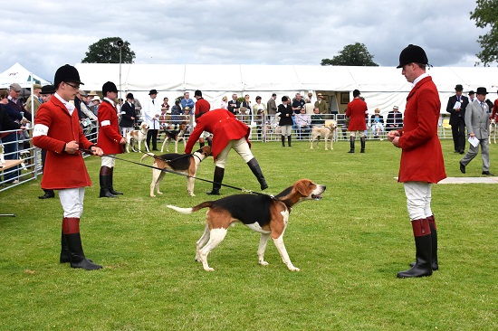 PHOTO HOUNDS County Louth Old English hound shown by huntsman Alan Reilly