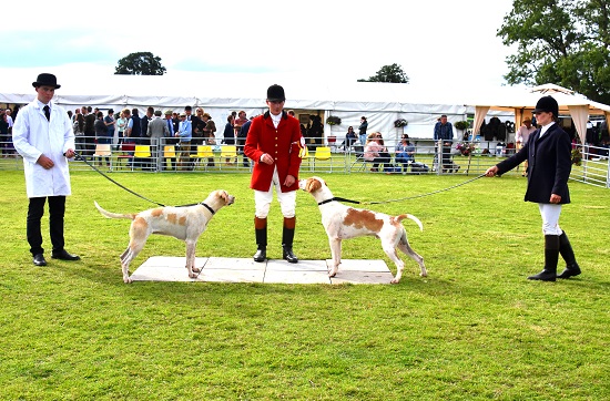 PHOTO HOUNDS Westmeath Foxhounds Unentered Bitch Restricted Champion Gracie Champion Doghound Whacker with John Smith Niall Mahon Emma Copthorne
