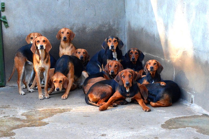 Scarteen Puppies resting before the Puppy Show.mullins.small