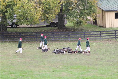 ashland bassets2