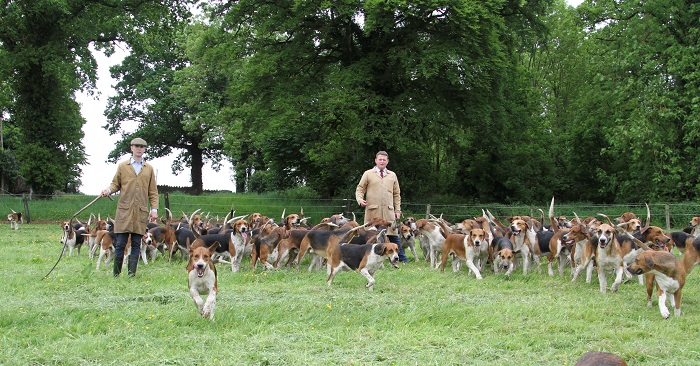 co limerick.stokes and beecher walk hounds