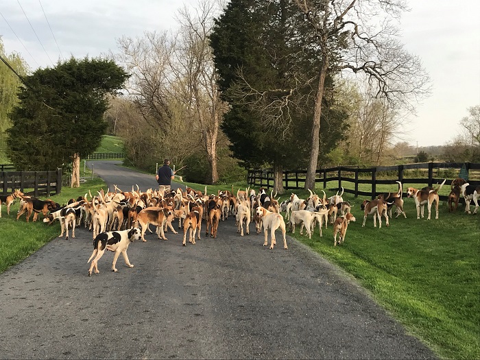 deep run and blue ridge hounds on exercise